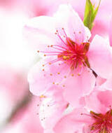 Book an Appointment with Dr. Annie Wu, Acupuncturist at Grange Lewis Estates Chiropractic & Massage & Acupuncture