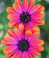 Book an Appointment with Mariana Puia, Massage Therapist for Massage Therapy