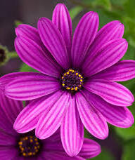 Book an Appointment with Wai Chan, Massage Therapist for Massage Therapy